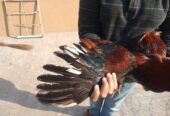 Pure aseel lakha murga by R U Poultry Farm