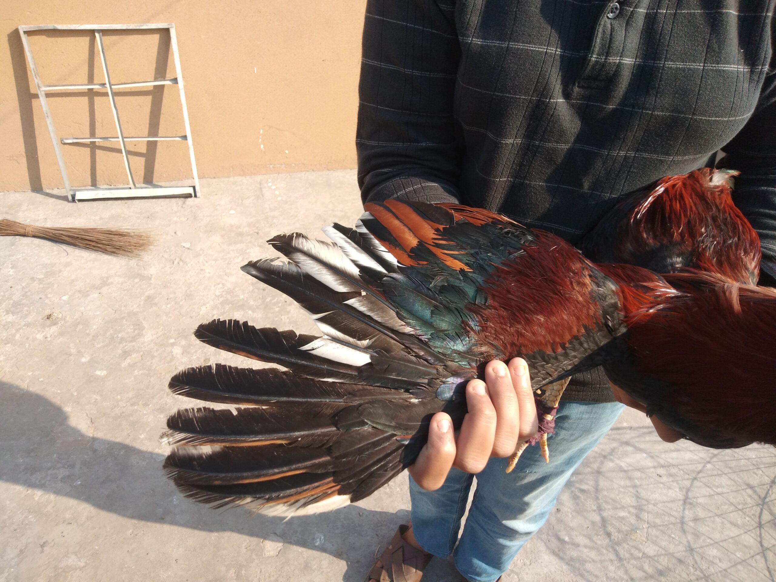 Pure aseel lakha murga by R U Poultry Farm