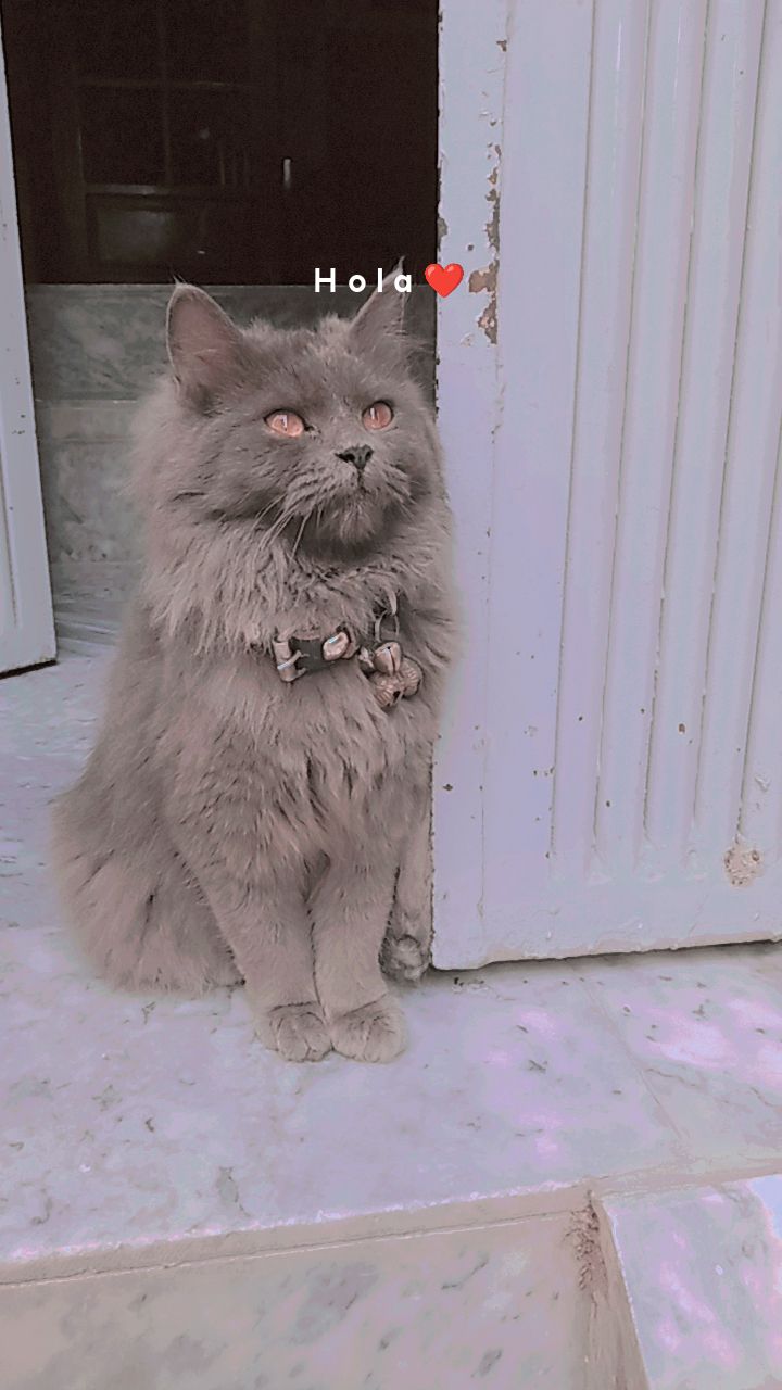 PERSIAN CAT COLOUR GREY 🩶 by Muhmaad A Arqeeb