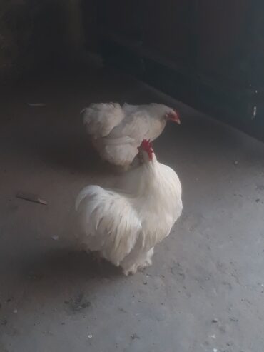 Bentom breader pair by Junaid Iqbal