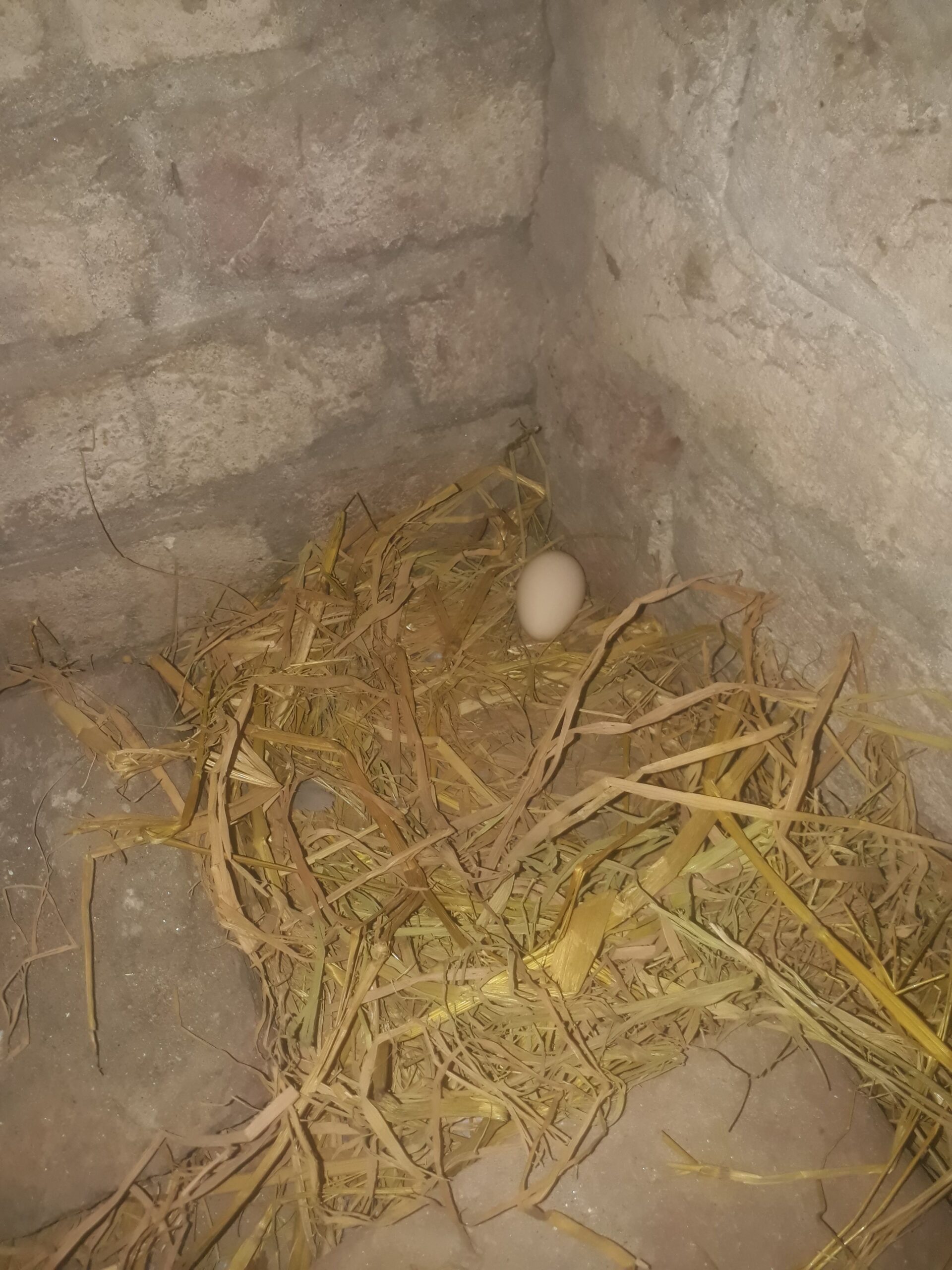 Bentom breader pair by Junaid Iqbal