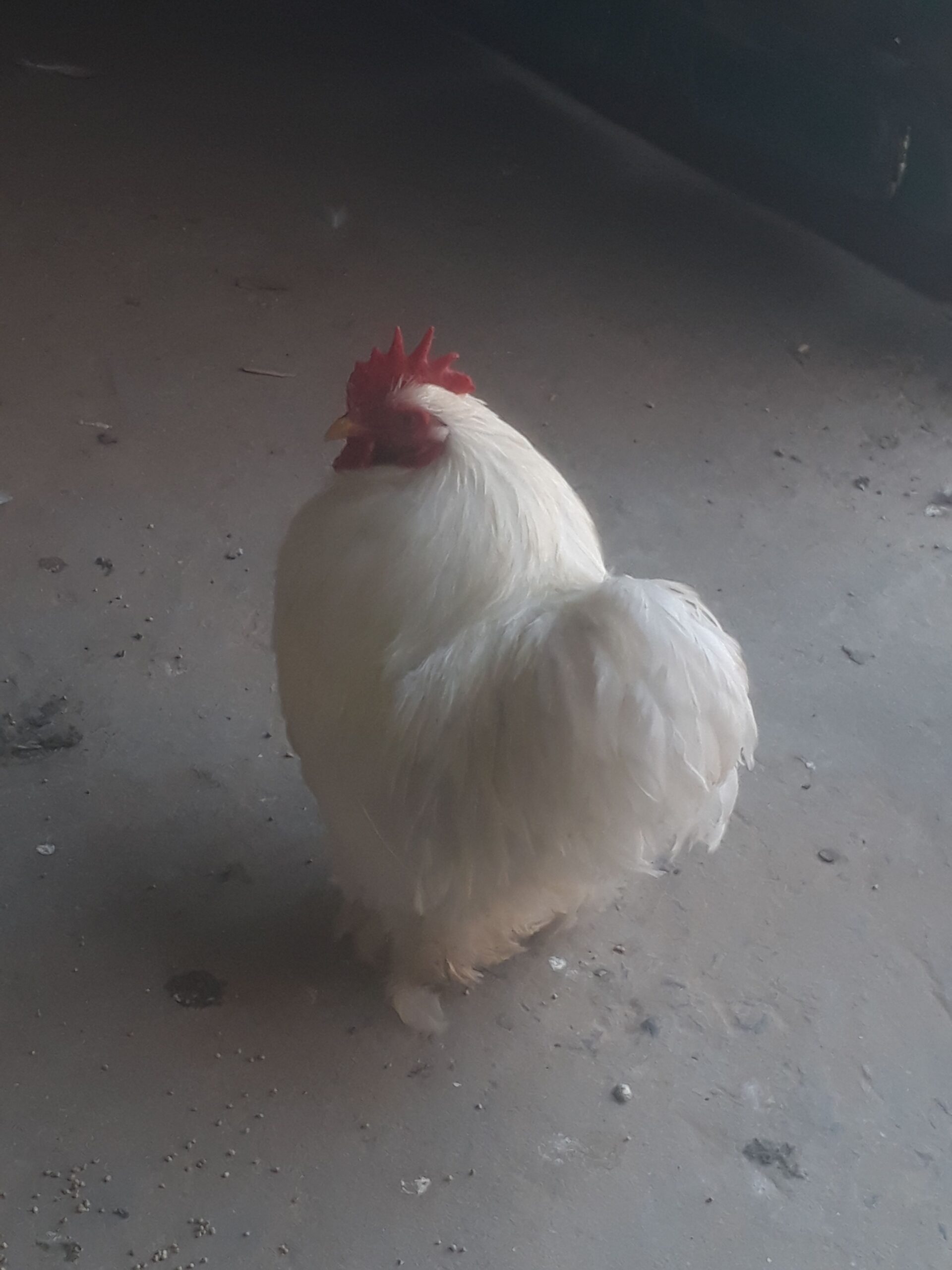 Bentom breader pair by Junaid Iqbal