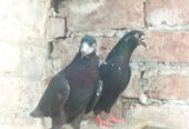 KORE COMMANDER PIGEON KABUTAR by sHaRY GaMinG zOne