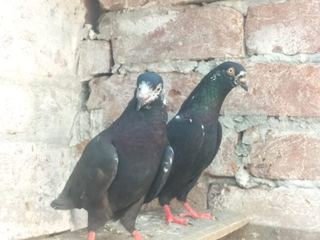 KORE COMMANDER PIGEON KABUTAR by sHaRY GaMinG zOne