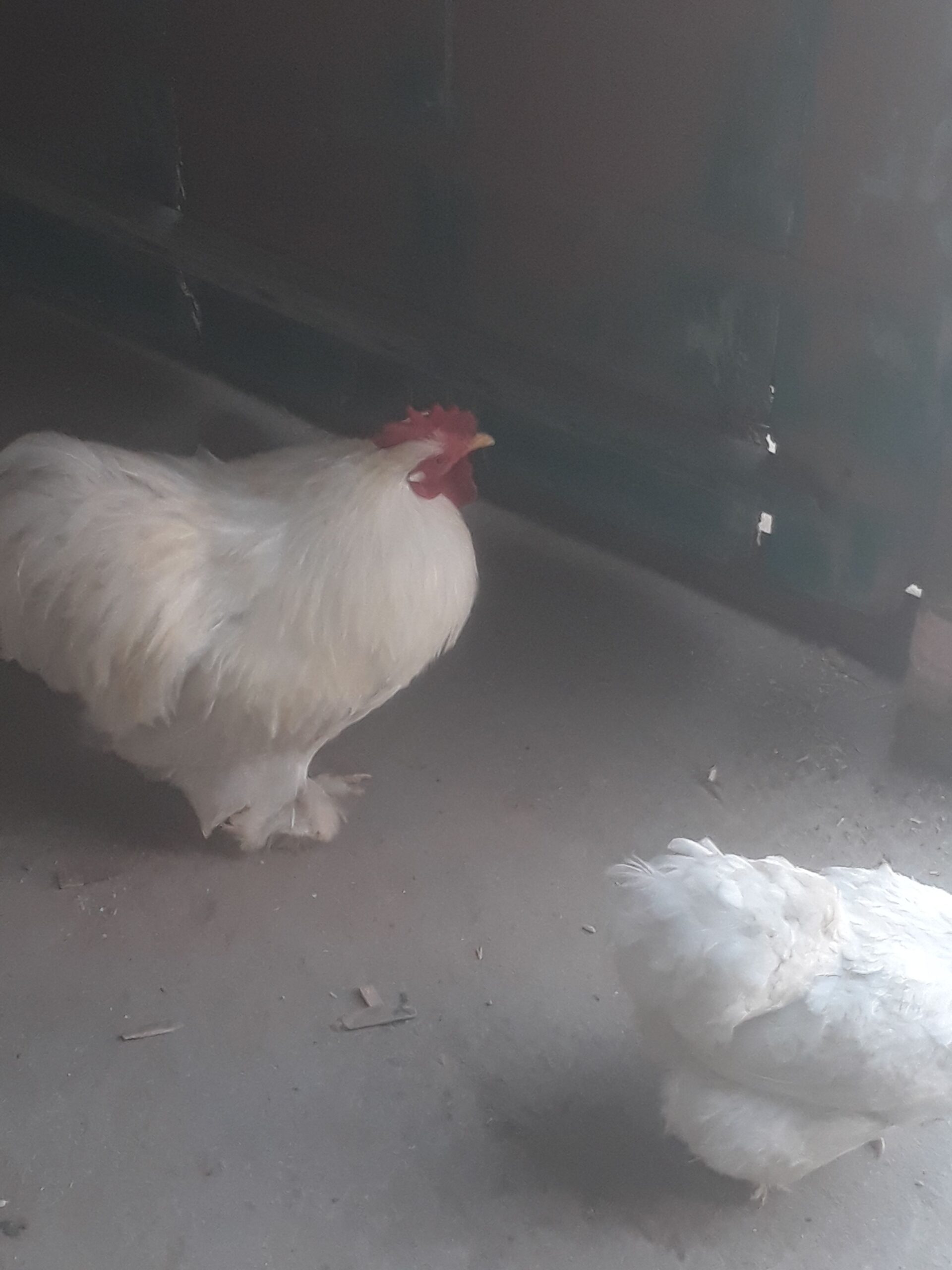 Bentom breader pair by Junaid Iqbal