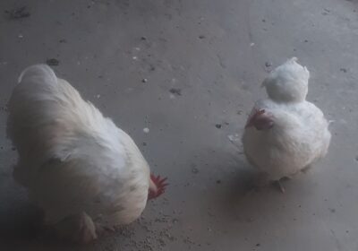 be595c2a-cec2-43da-857b-017cb102d2ad