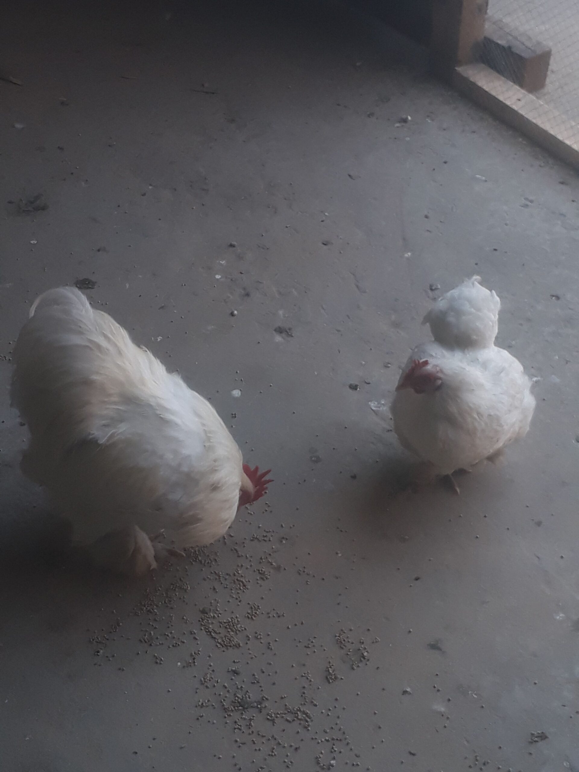 Bentom breader pair by Junaid Iqbal