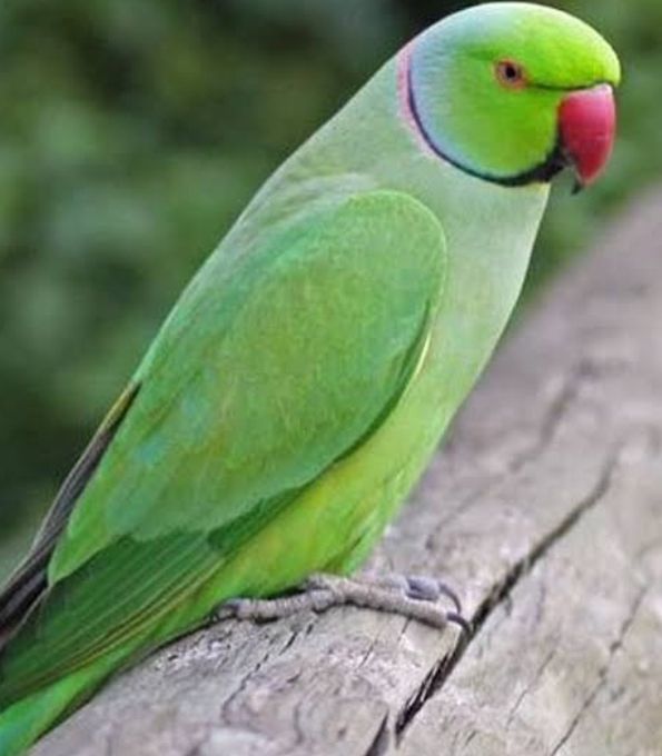 Green ring neck parrot chicks by ZORAIZ SAEED