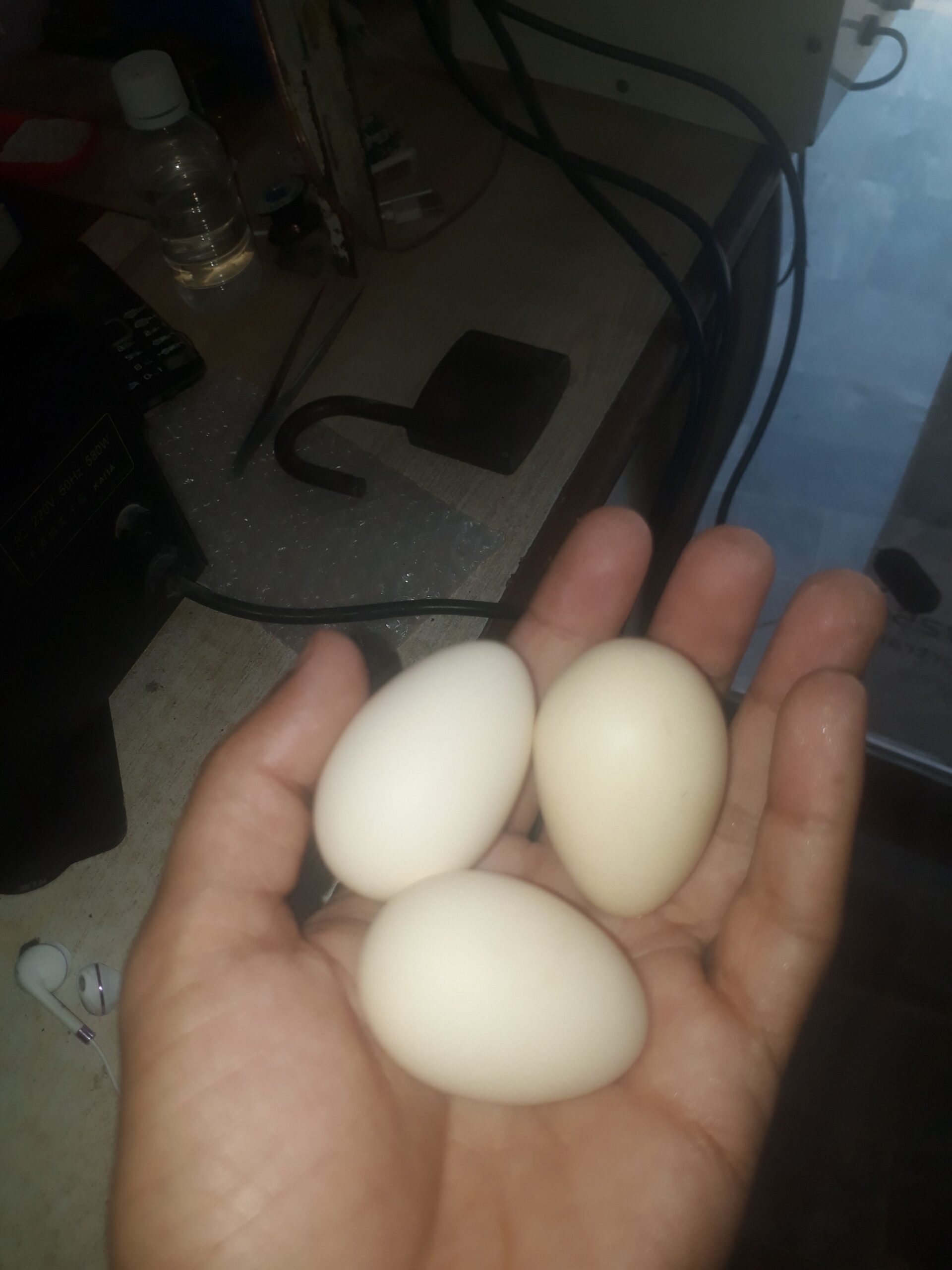 Bentom breader pair by Junaid Iqbal