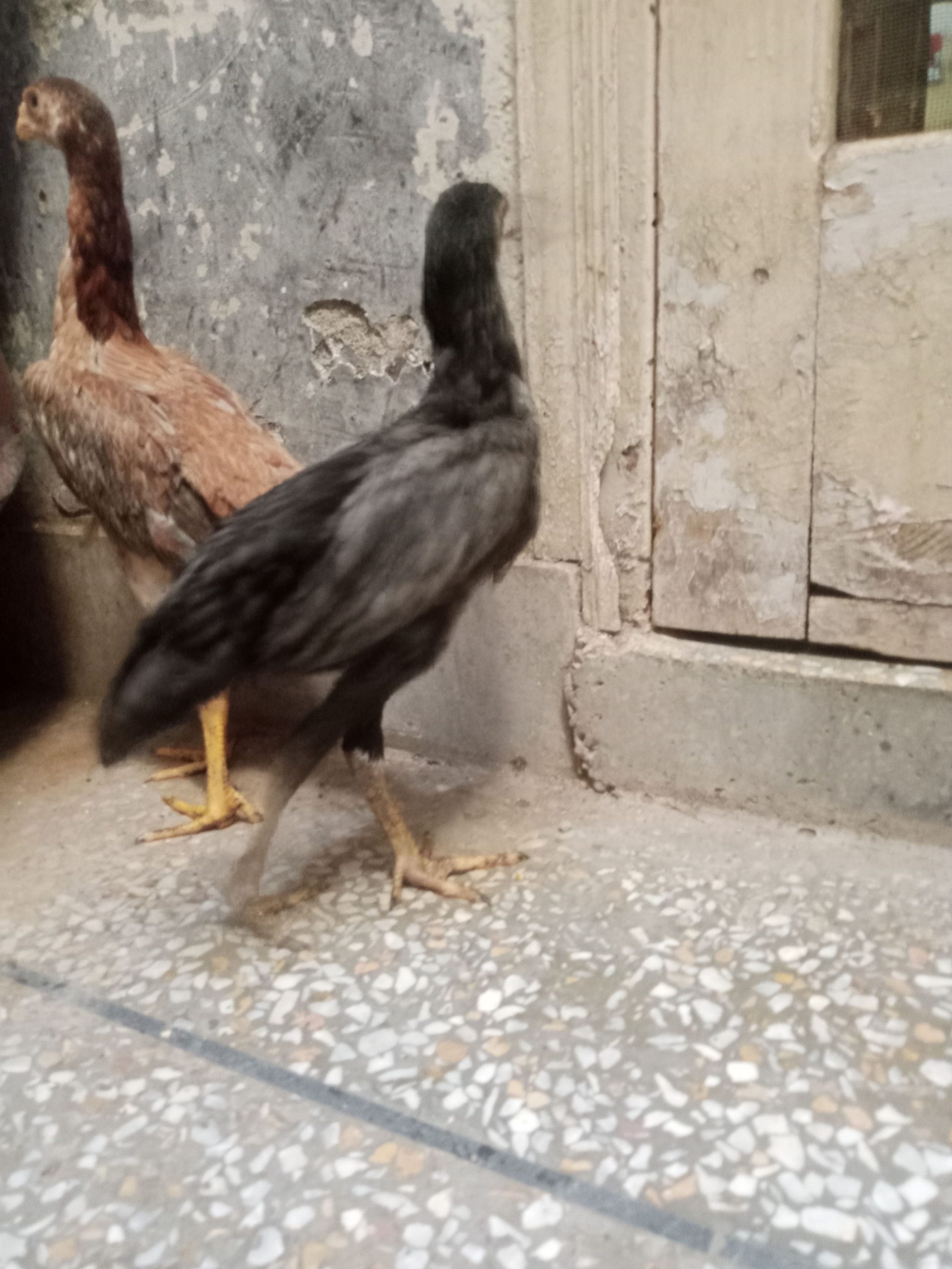 Shamo by Muhammad nafees