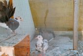 Pigeons for sale by Birds Paradise