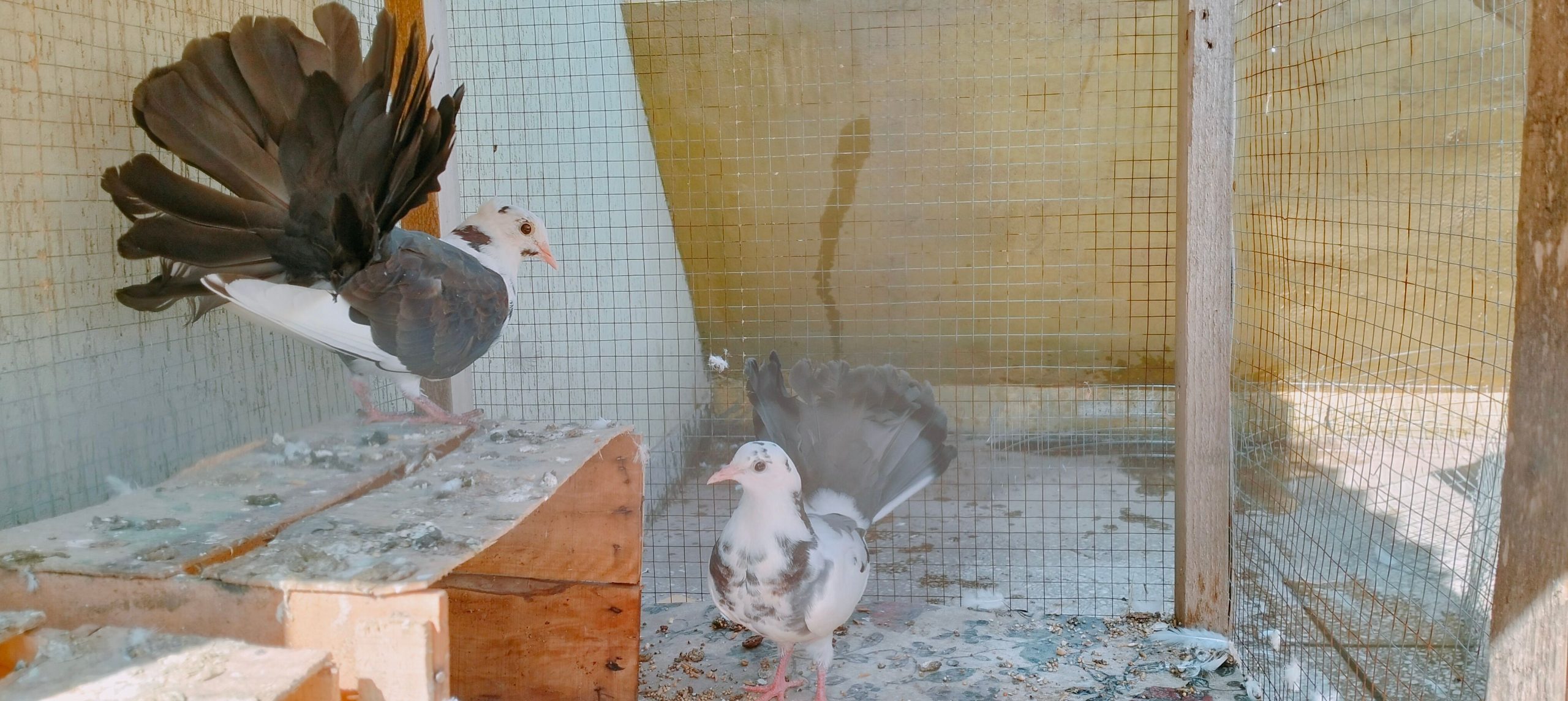 Pigeons for sale by Birds Paradise