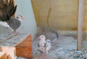 Pigeons for sale by Birds Paradise