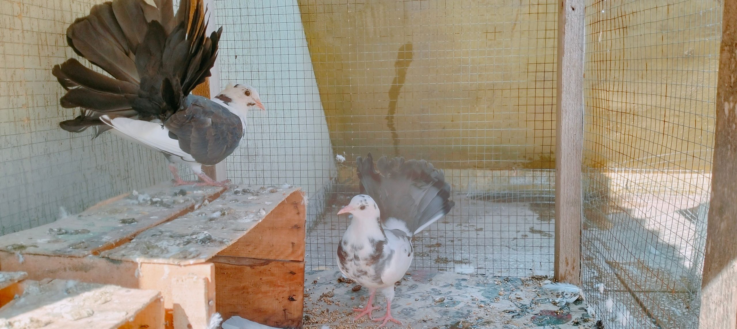 Pigeons for sale by Birds Paradise
