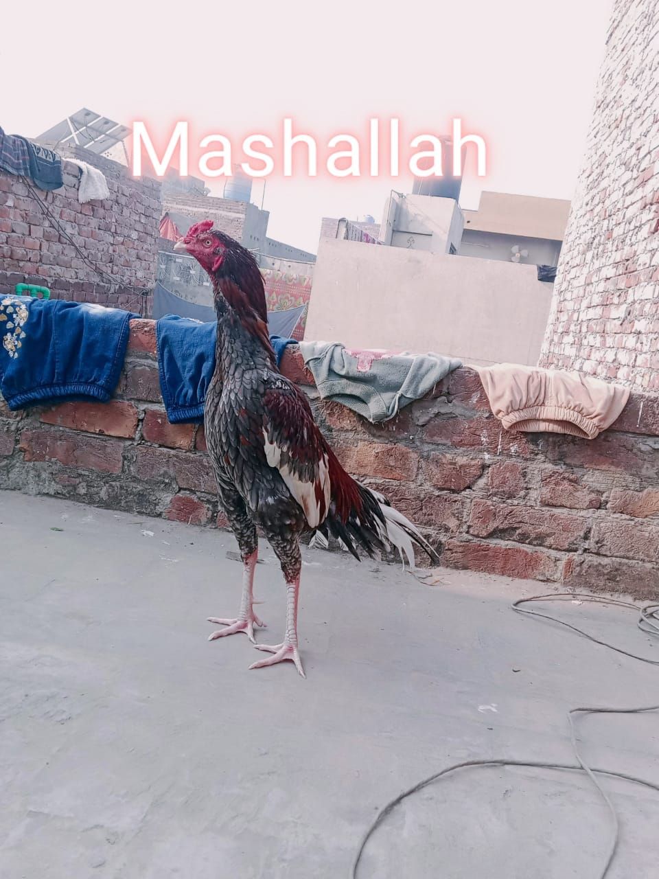 Aseel murga by Qasim Raza