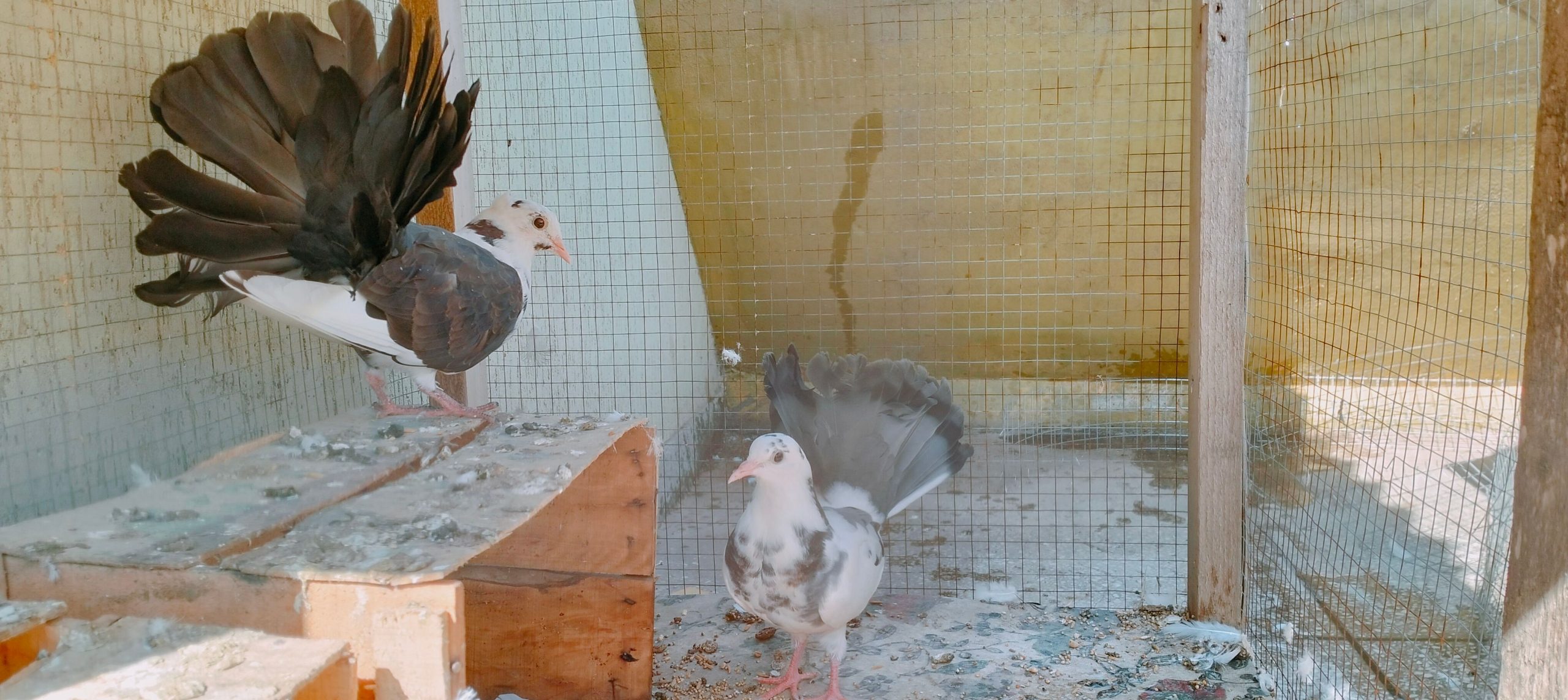 Pigeons for sale by Birds Paradise