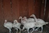 Hera aseel chicks by Shahzaib Ashfaq
