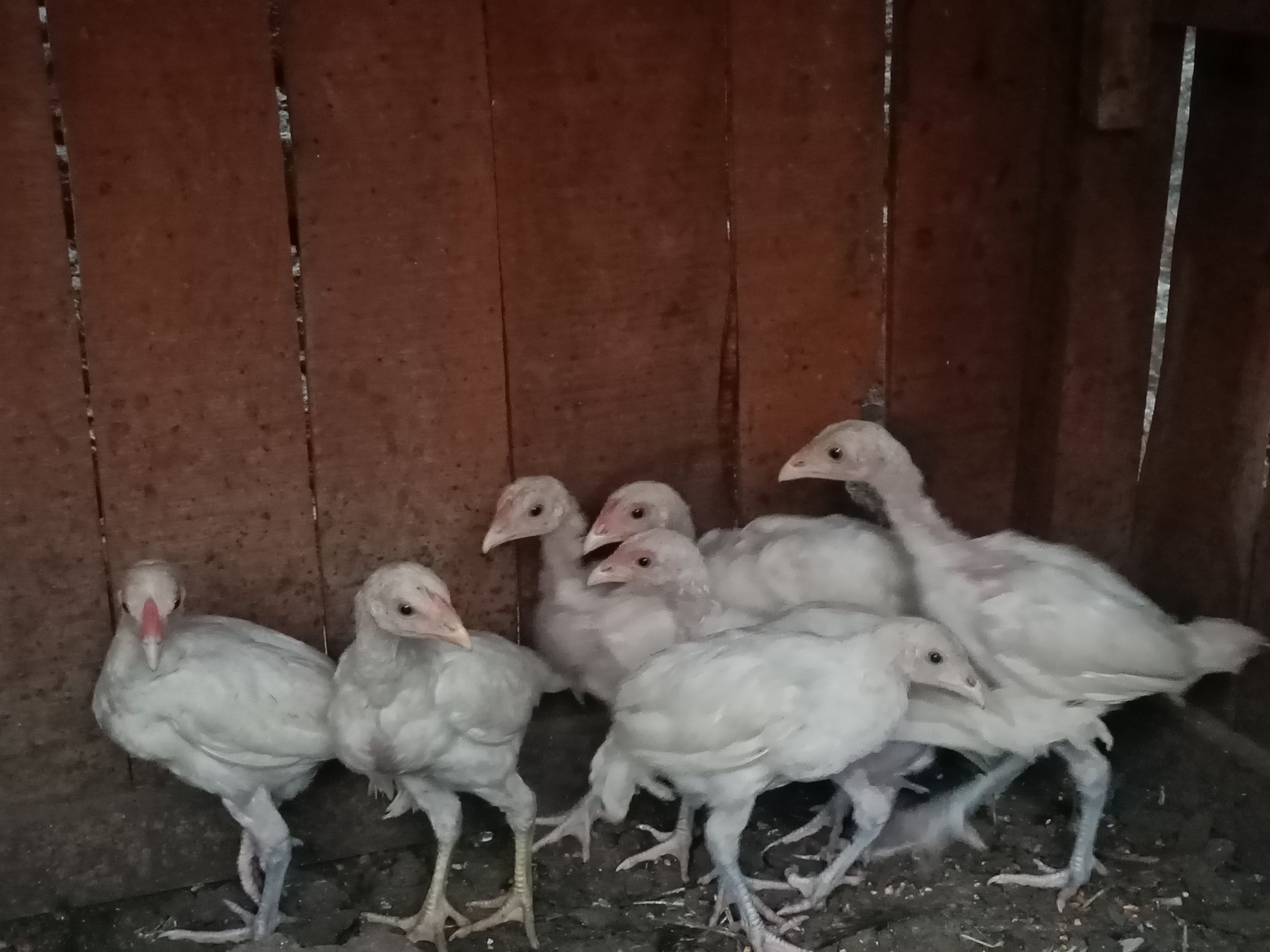 Hera aseel chicks by Shahzaib Ashfaq