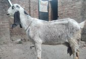 Goat for sale by Adnan Qasim