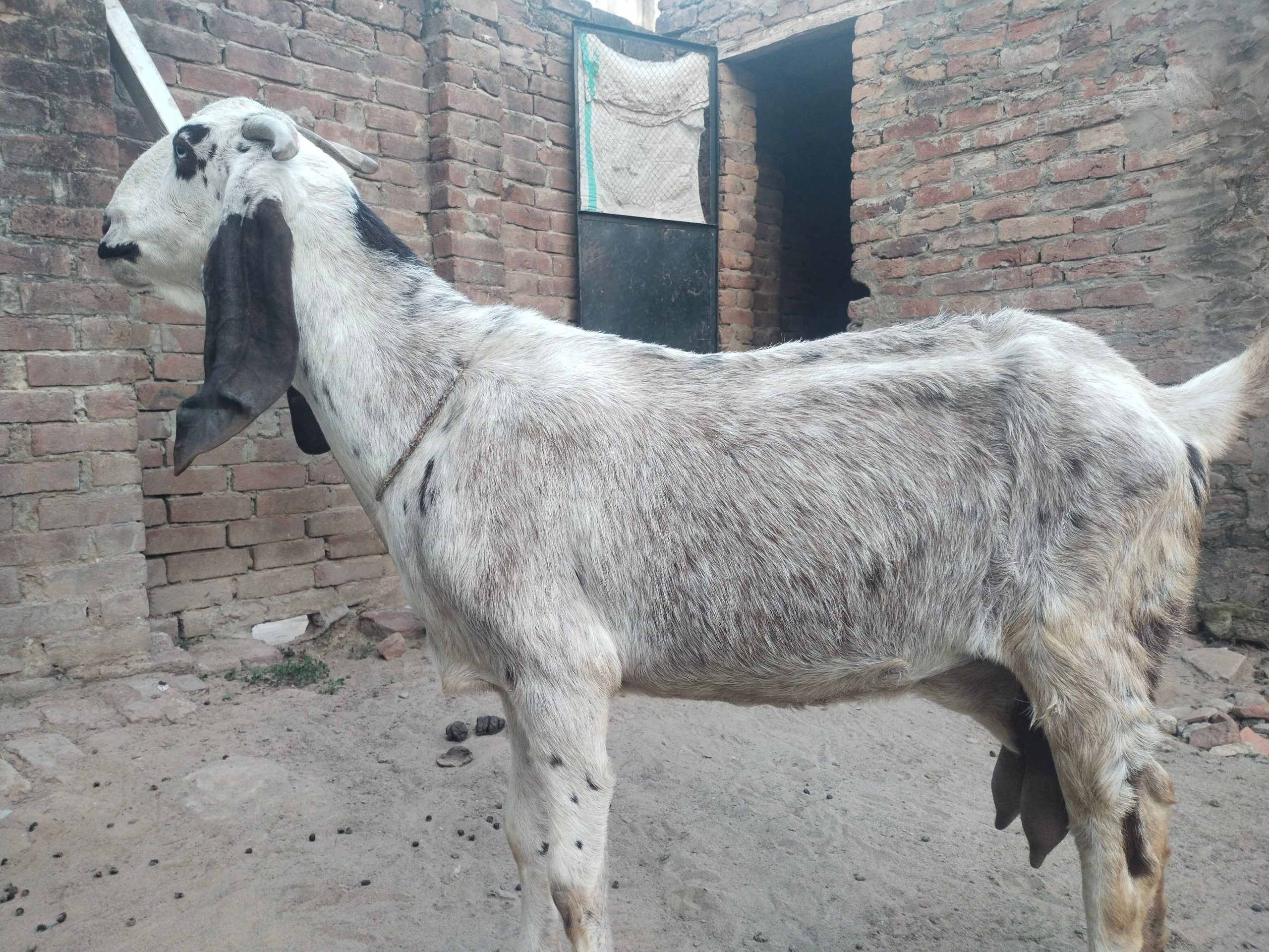 Goat for sale by Adnan Qasim
