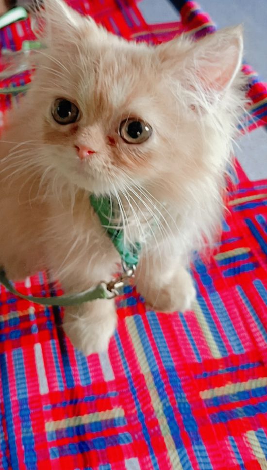 Paki blood line Punch face by Ibad Khan