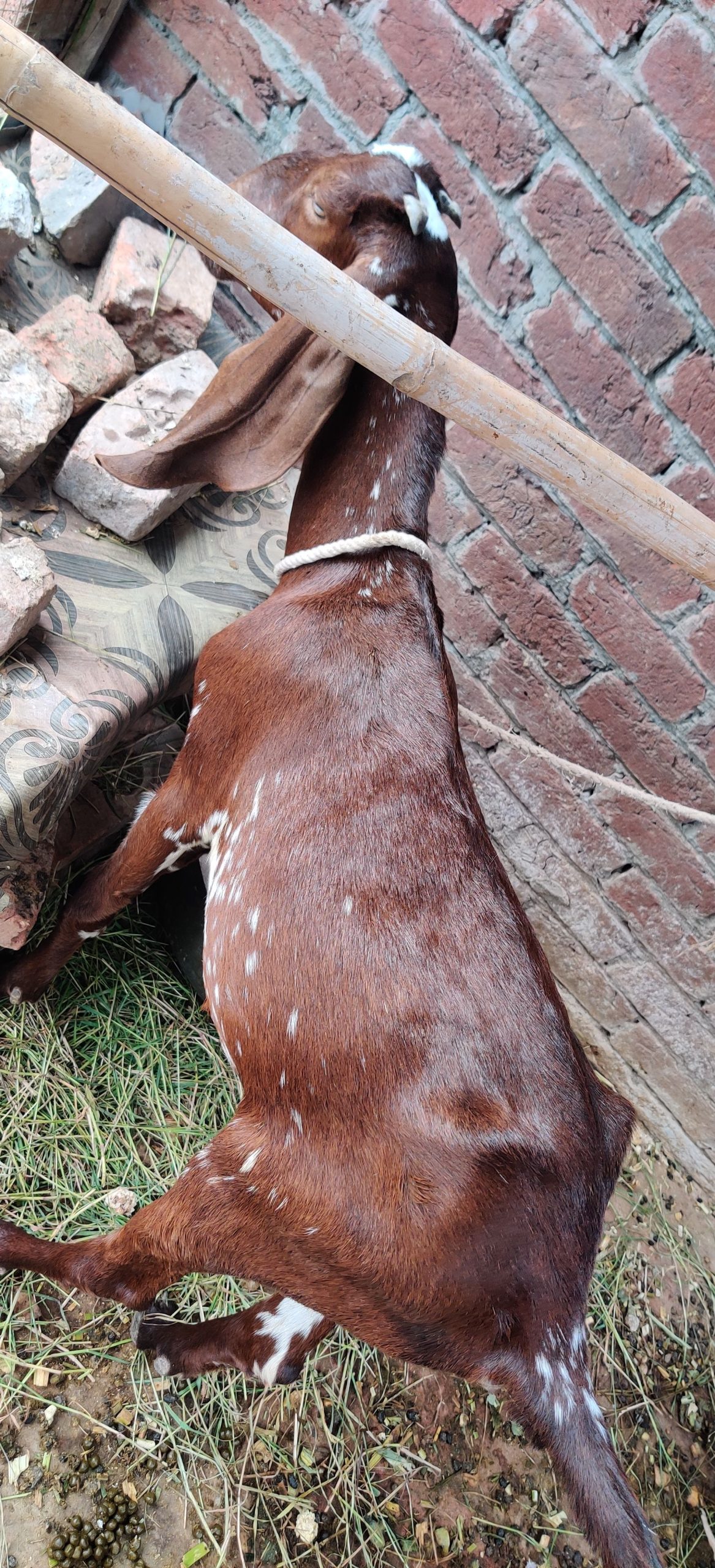 Dasi nagri path by Awais Ali