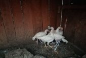 Hera aseel chicks by Shahzaib Ashfaq
