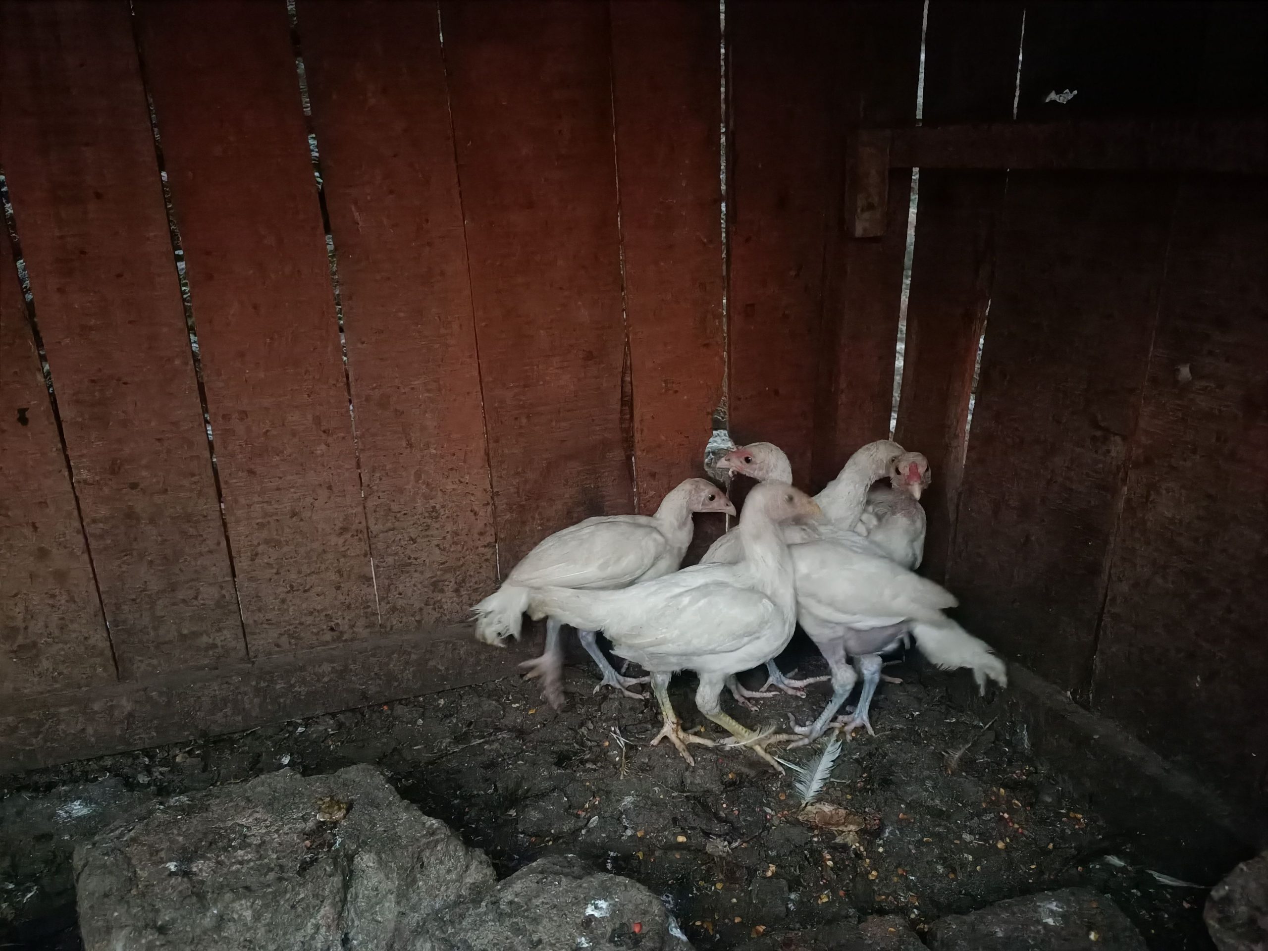 Hera aseel chicks by Shahzaib Ashfaq