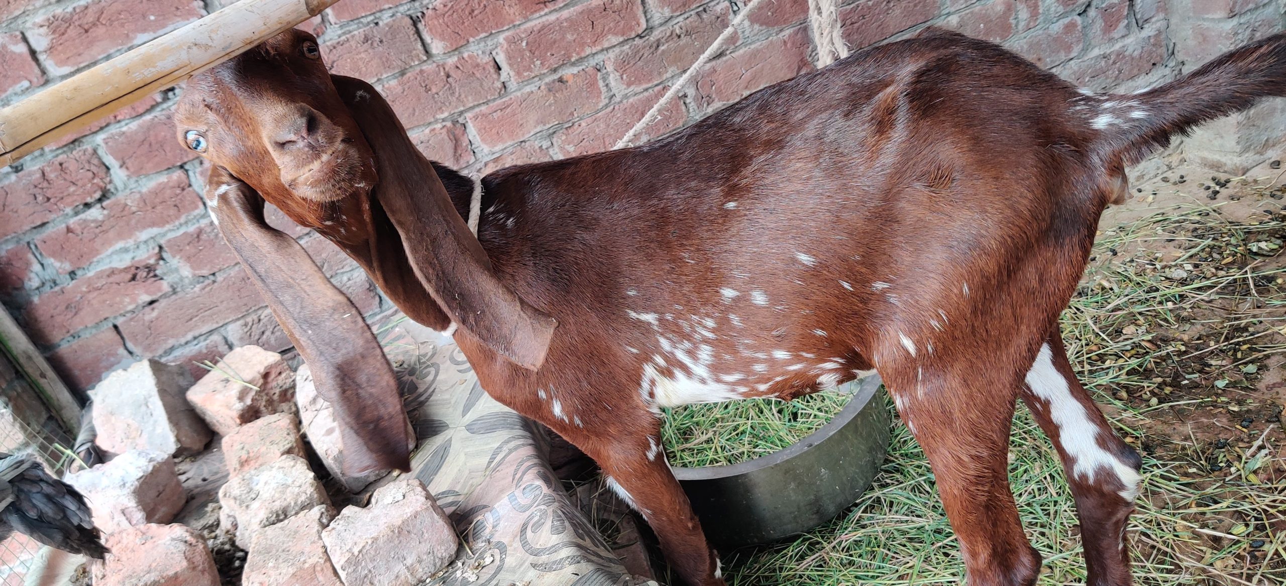 Dasi nagri path by Awais Ali