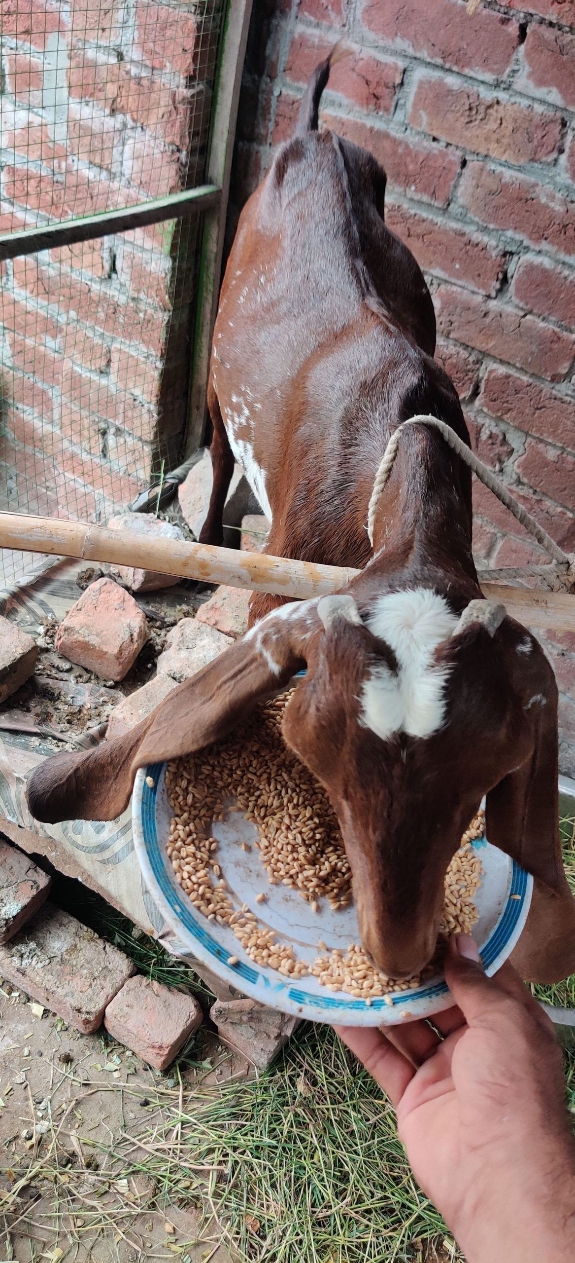 Dasi nagri path by Awais Ali