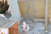 Pigeons for sale by Birds Paradise