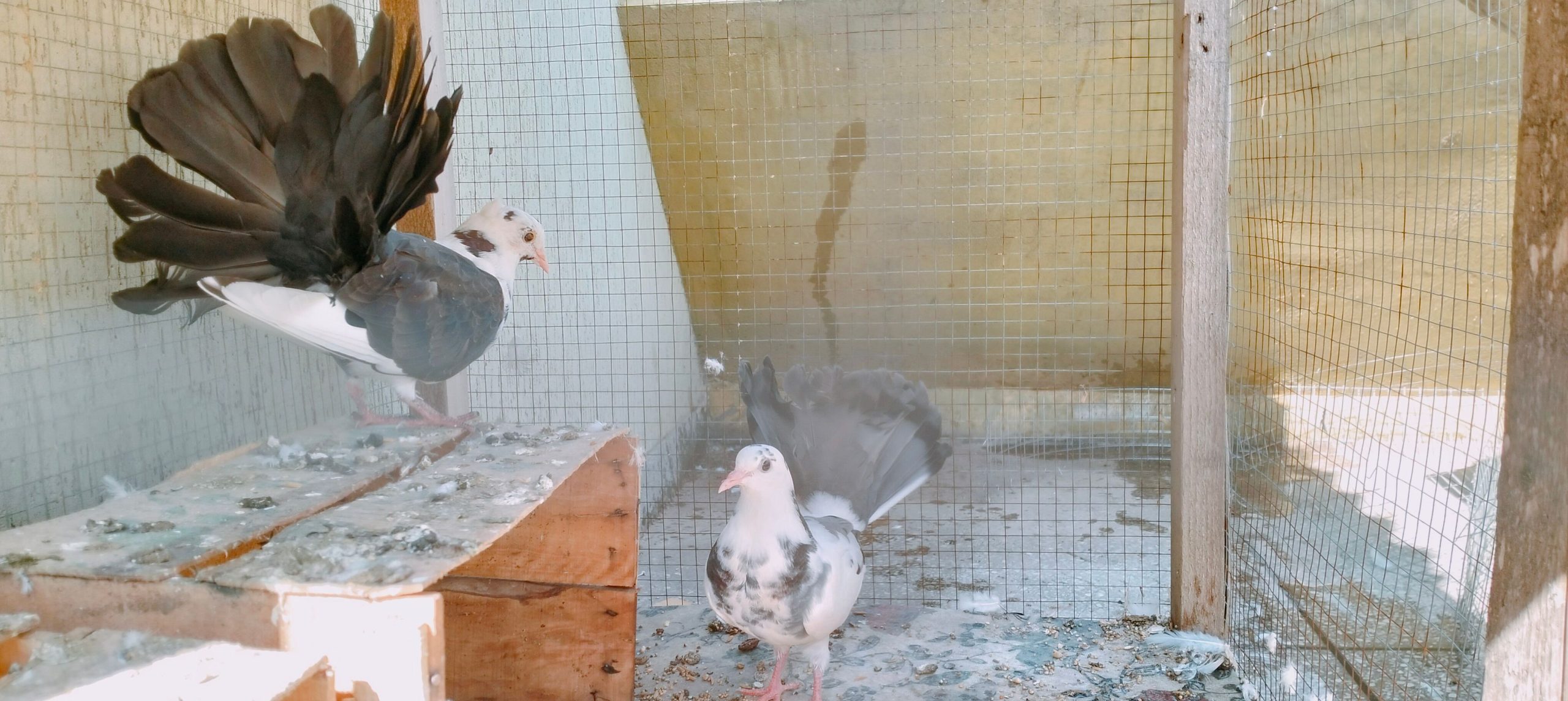 Pigeons for sale by Birds Paradise