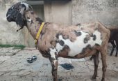 Goat for sale by Adnan Qasim