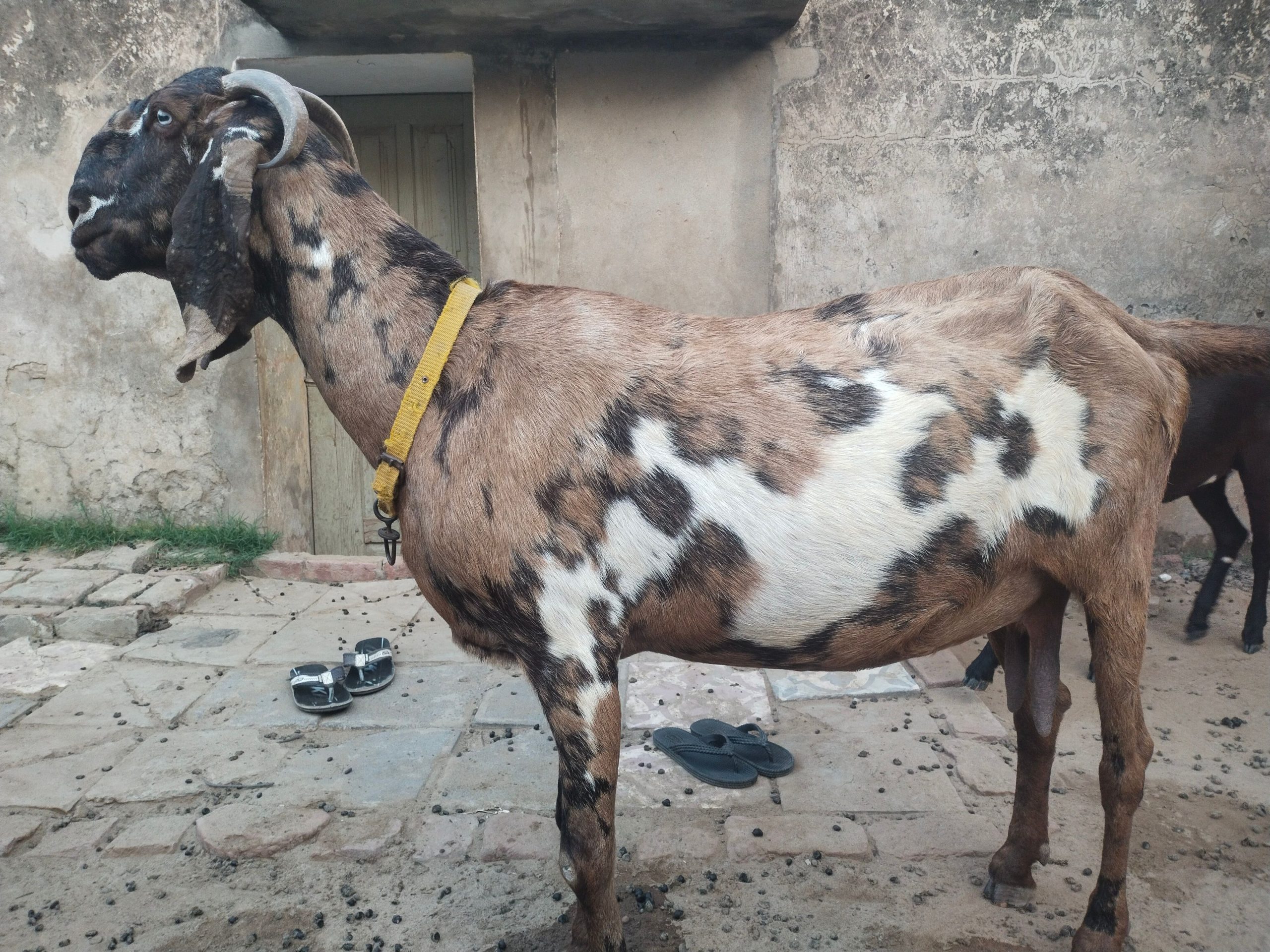 Goat for sale by Adnan Qasim
