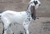 Goat for sale by Adnan Qasim