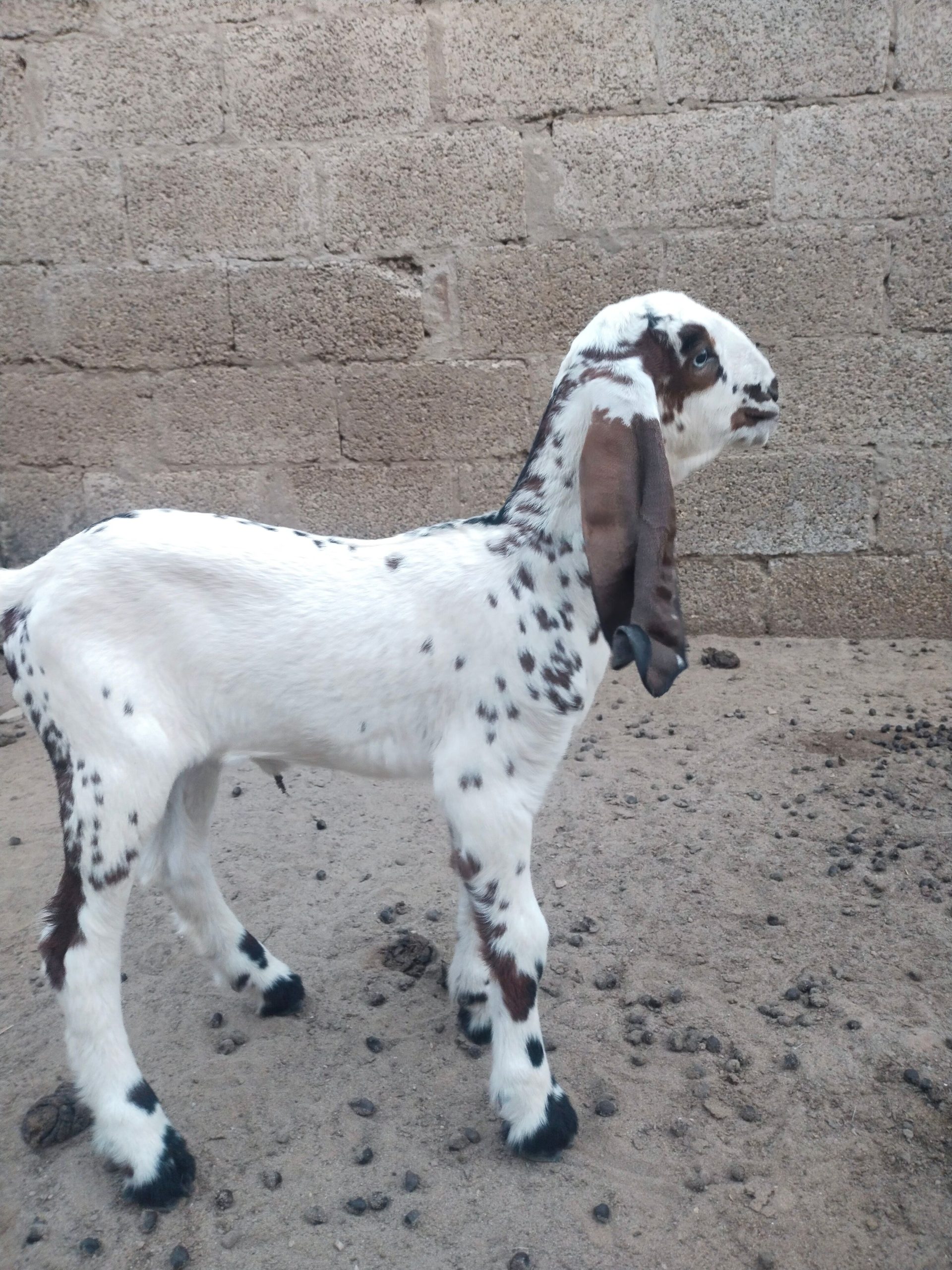 Goat for sale by Adnan Qasim