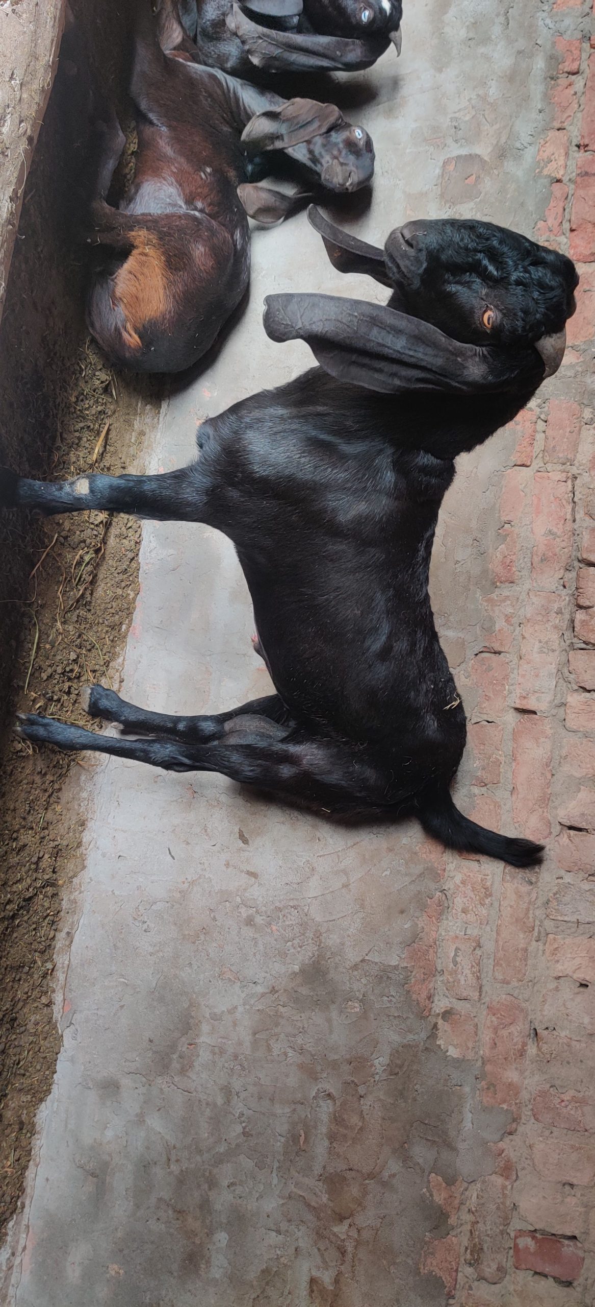 Dasi nagri path by Awais Ali