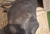 Buffalo for sale by Hammad Zafar