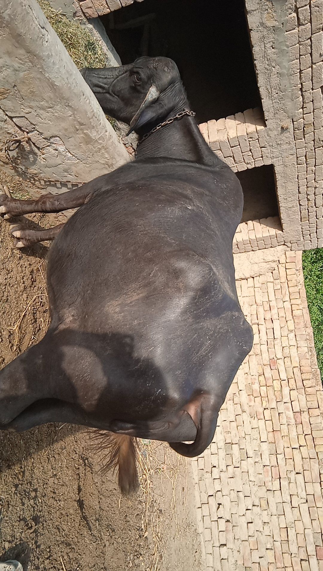 Buffalo for sale by Hammad Zafar