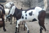 Goat for sale by Adnan Qasim