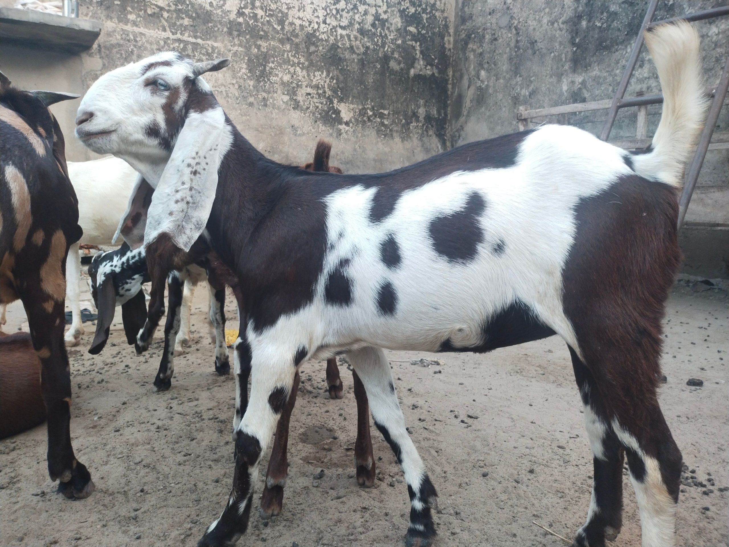 Goat for sale by Adnan Qasim