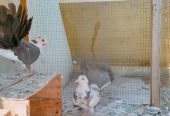 Pigeons for sale by Birds Paradise