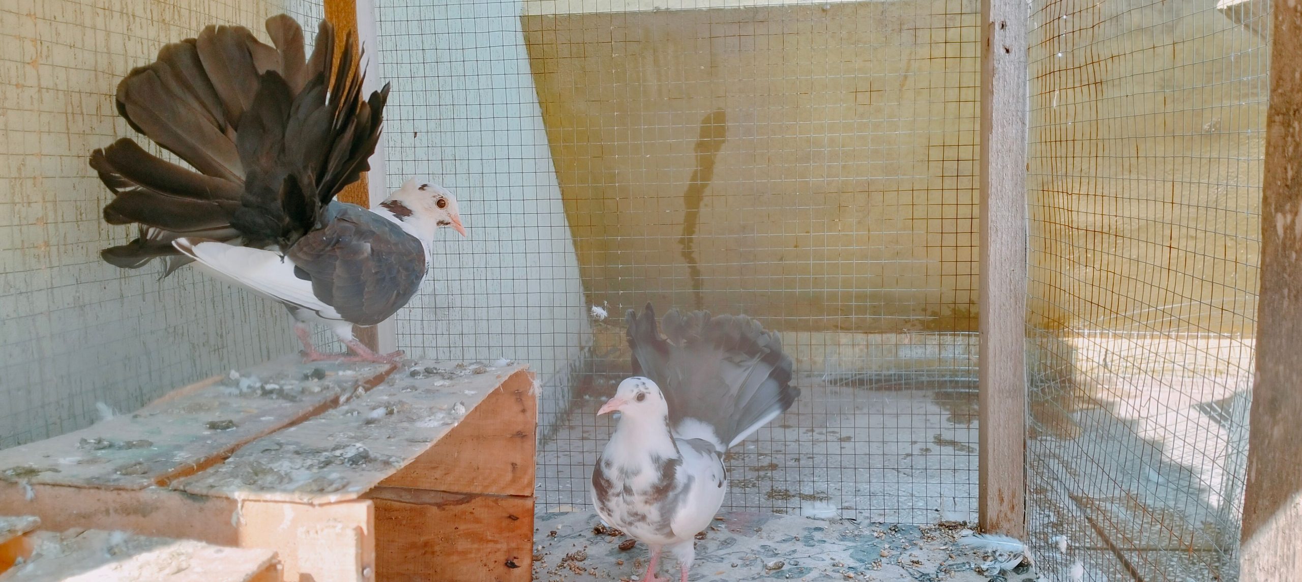 Pigeons for sale by Birds Paradise