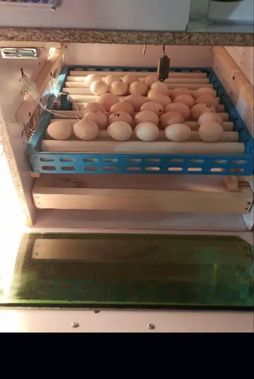 Inqubator for sale by Dr Iram