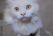 Persian cat mate fir sale urgent mobile number 03177667388 by Saith Saad