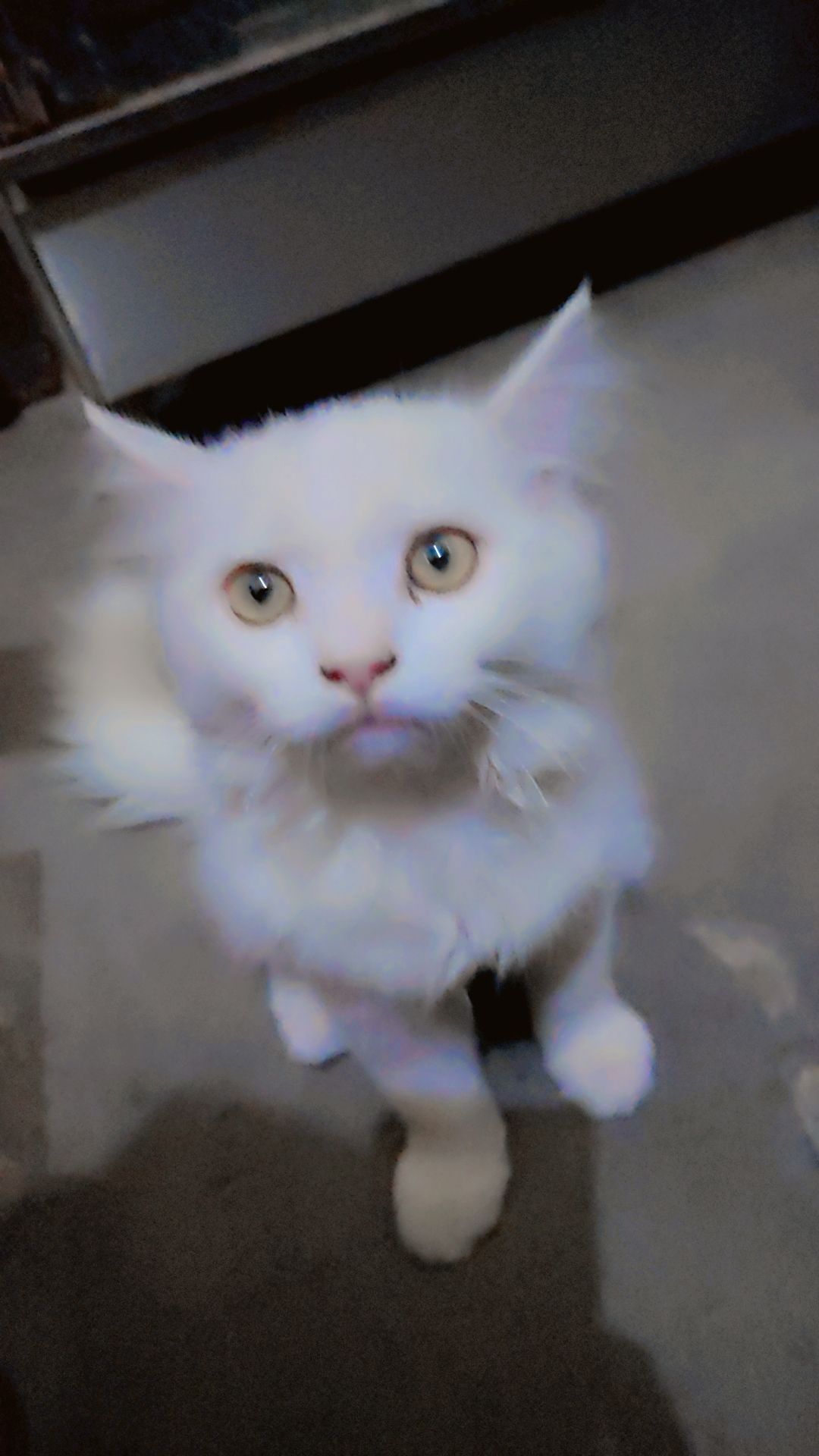 Persian cat mate fir sale urgent mobile number 03177667388 by Saith Saad