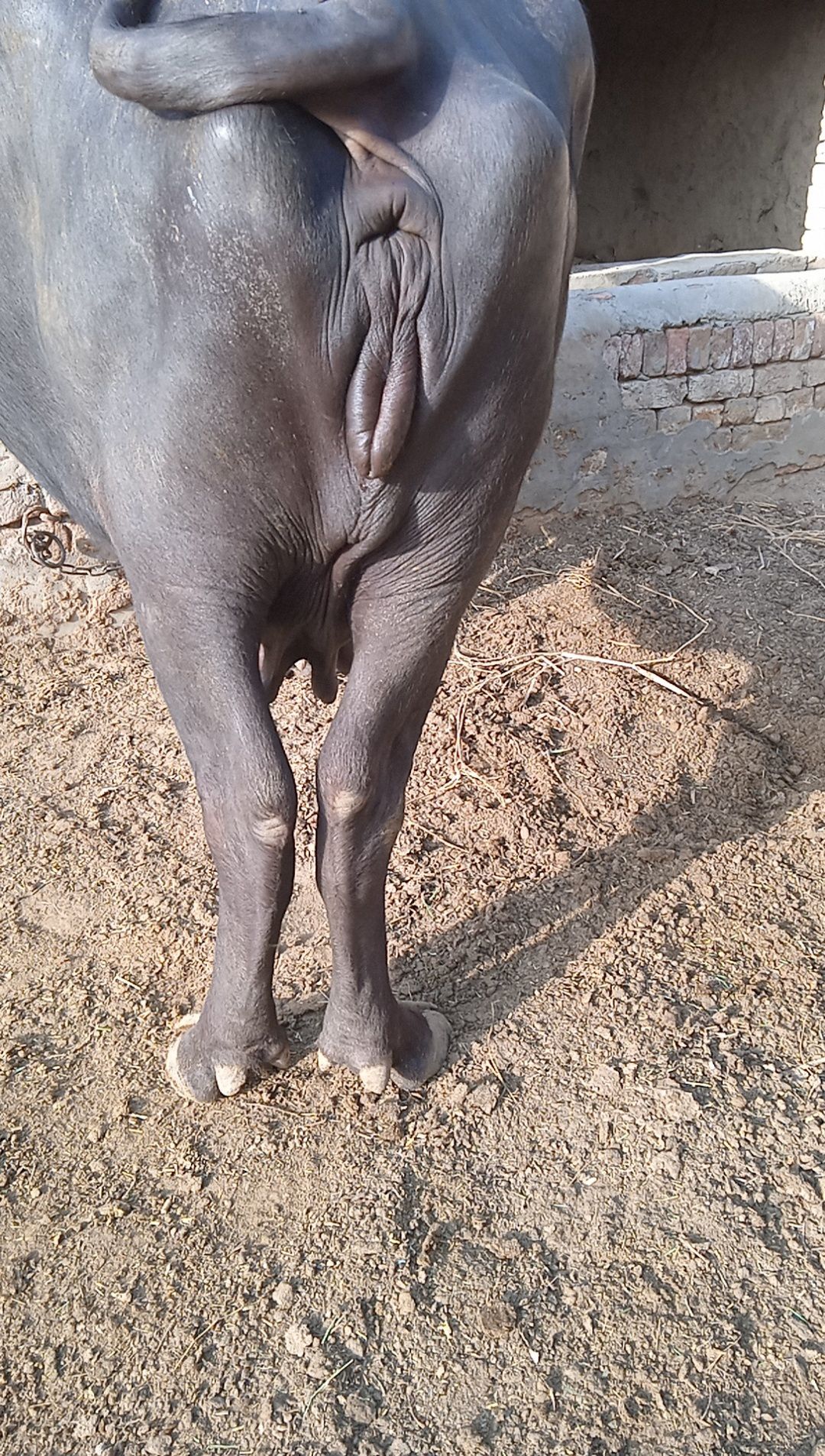 Buffalo for sale by Hammad Zafar