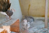 Pigeons for sale by Birds Paradise