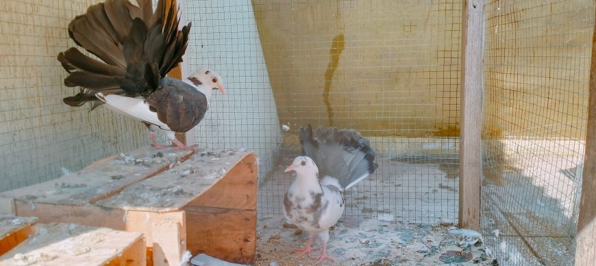 Pigeons for sale by Birds Paradise