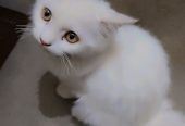 Persian cat mate fir sale urgent mobile number 03177667388 by Saith Saad
